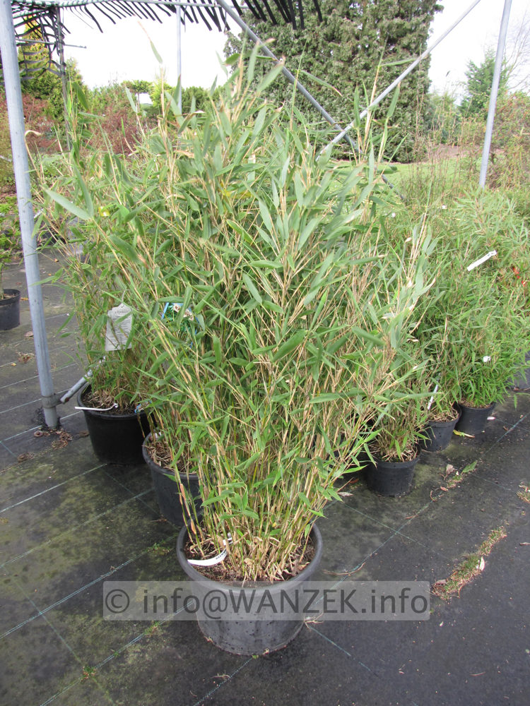 Fargesia im Container 1,25m.JPG